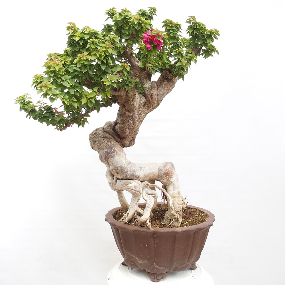 Zimmerbonsai - Bouganwilea