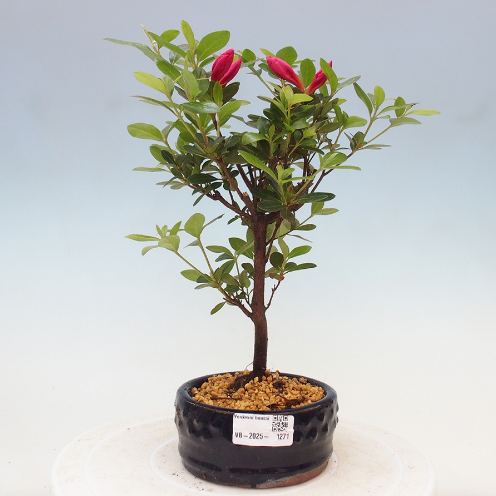 Bonsai im Freien - Japanische Azalee - Azalea sp.