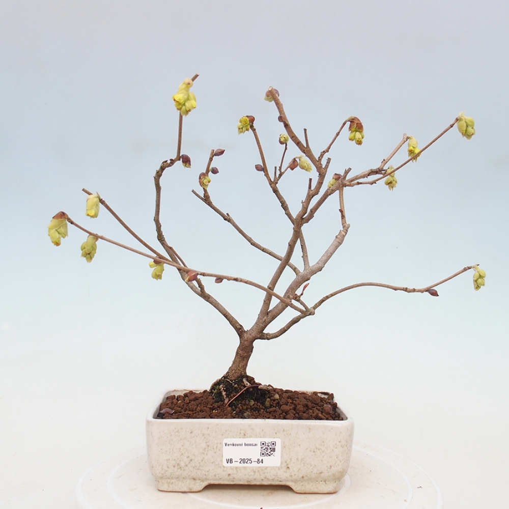 Bonsai im Freien - Haselnuss - Corylopsis Spicata
