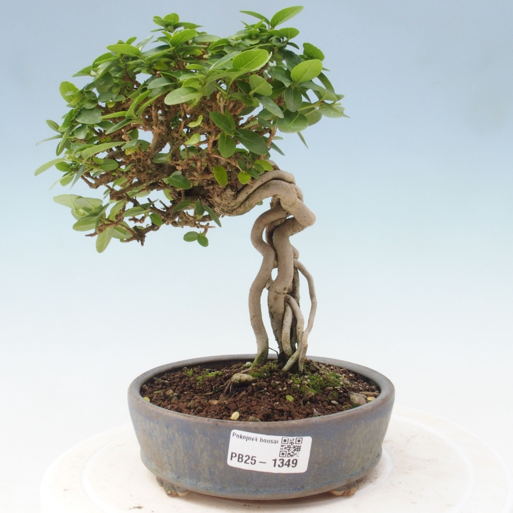 Zimmerbonsai - Premna serratifolia - Kozlovon kleinblättrig