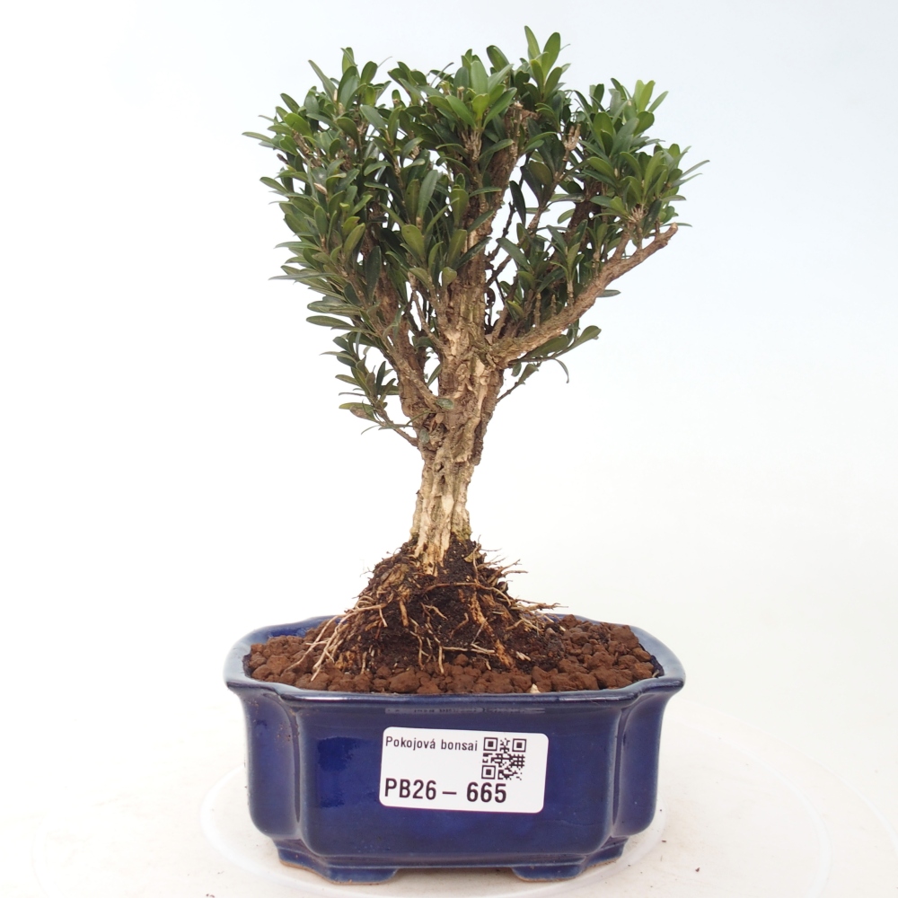 Zimmer Bonsai - Buxus harlandii - Korkbuxus