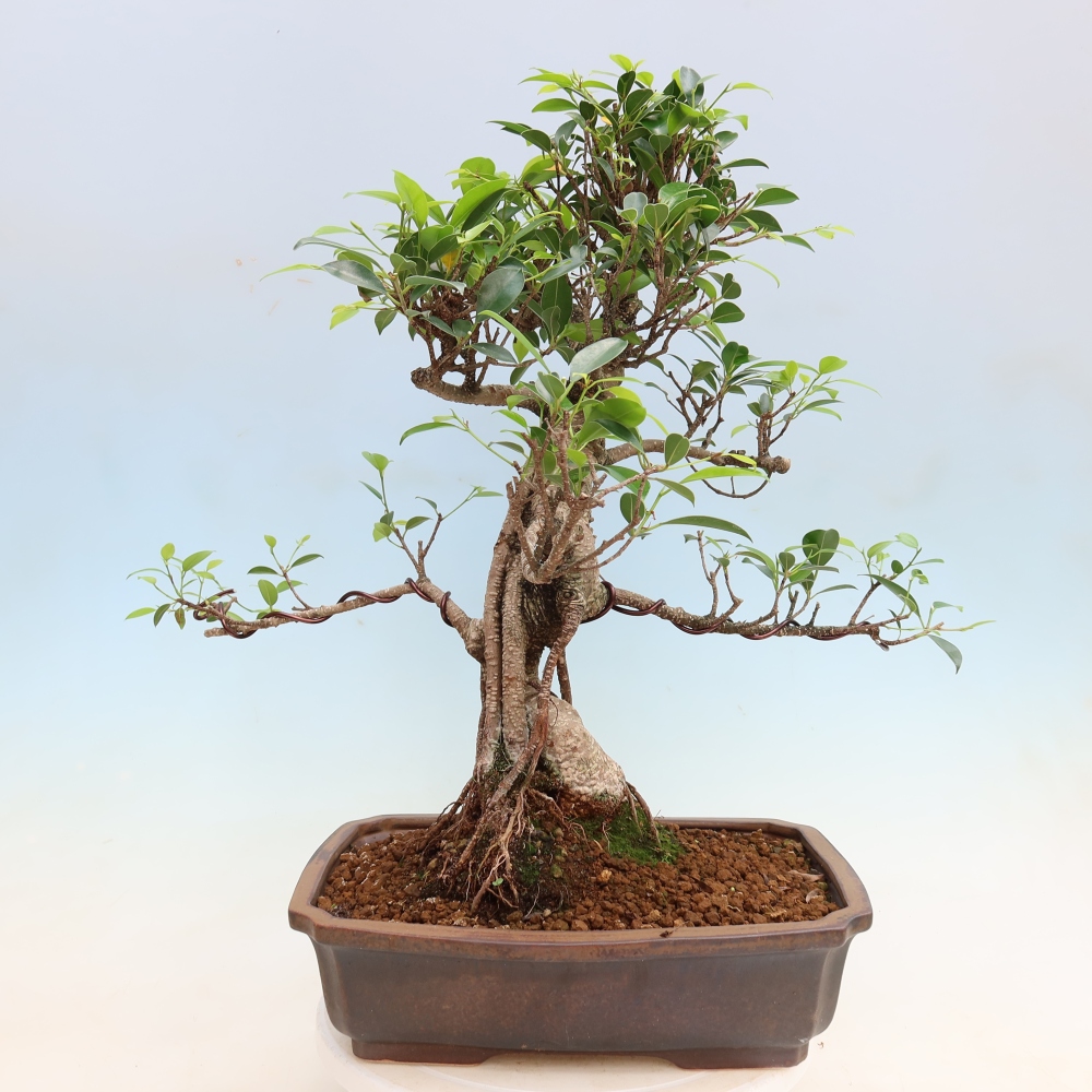 Zimmerbonsai - Ficus kimmen - Kleinblättriger Ficus