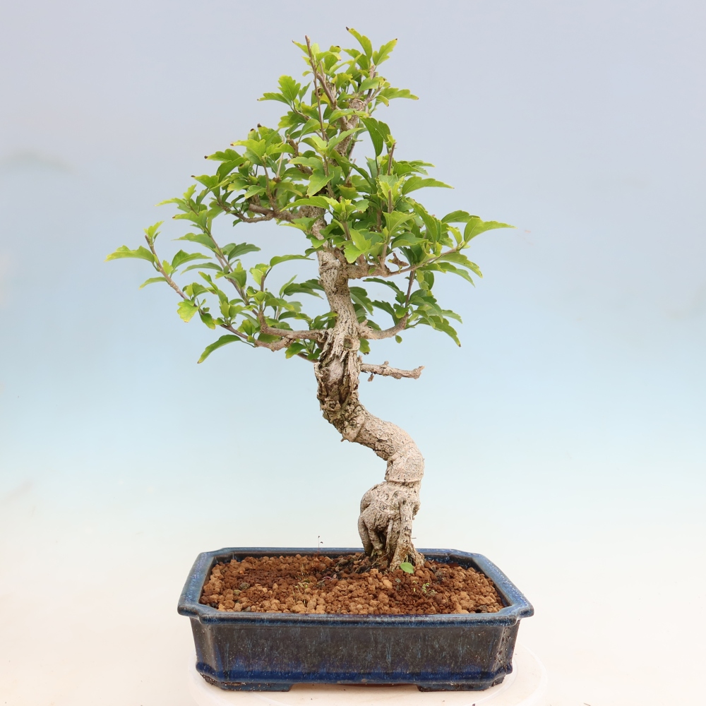 Bonsai für den Außenbereich – Hibiscus syriacus – Syrischer Hibiskus