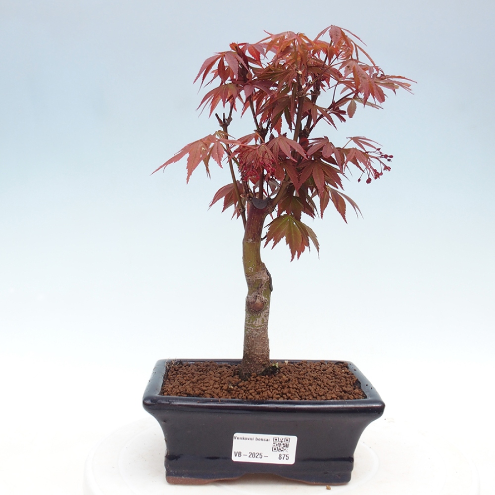 Bonsai im Freien - Acer-Palme. Atropurpureum-Palmenblatt-Ahorn