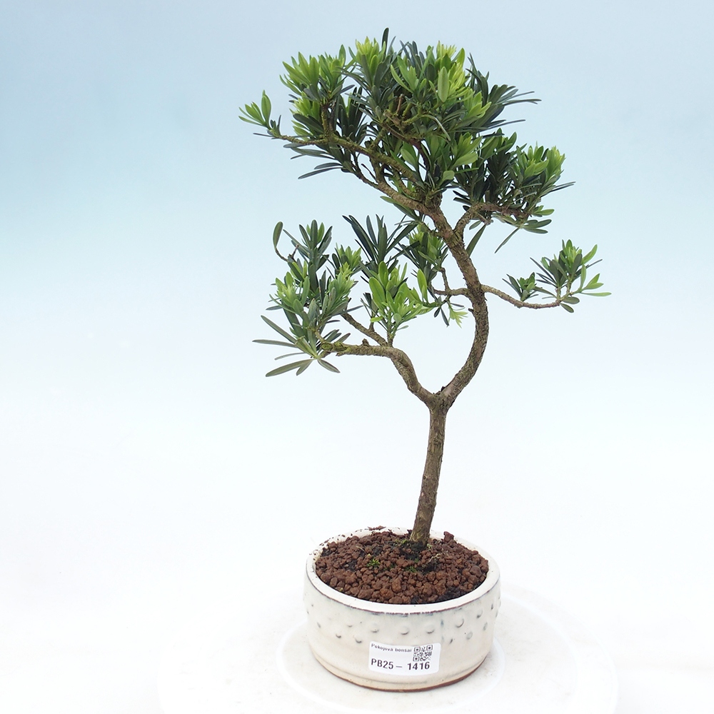 Indoor-Bonsai - Podocarpus - Stein tausend