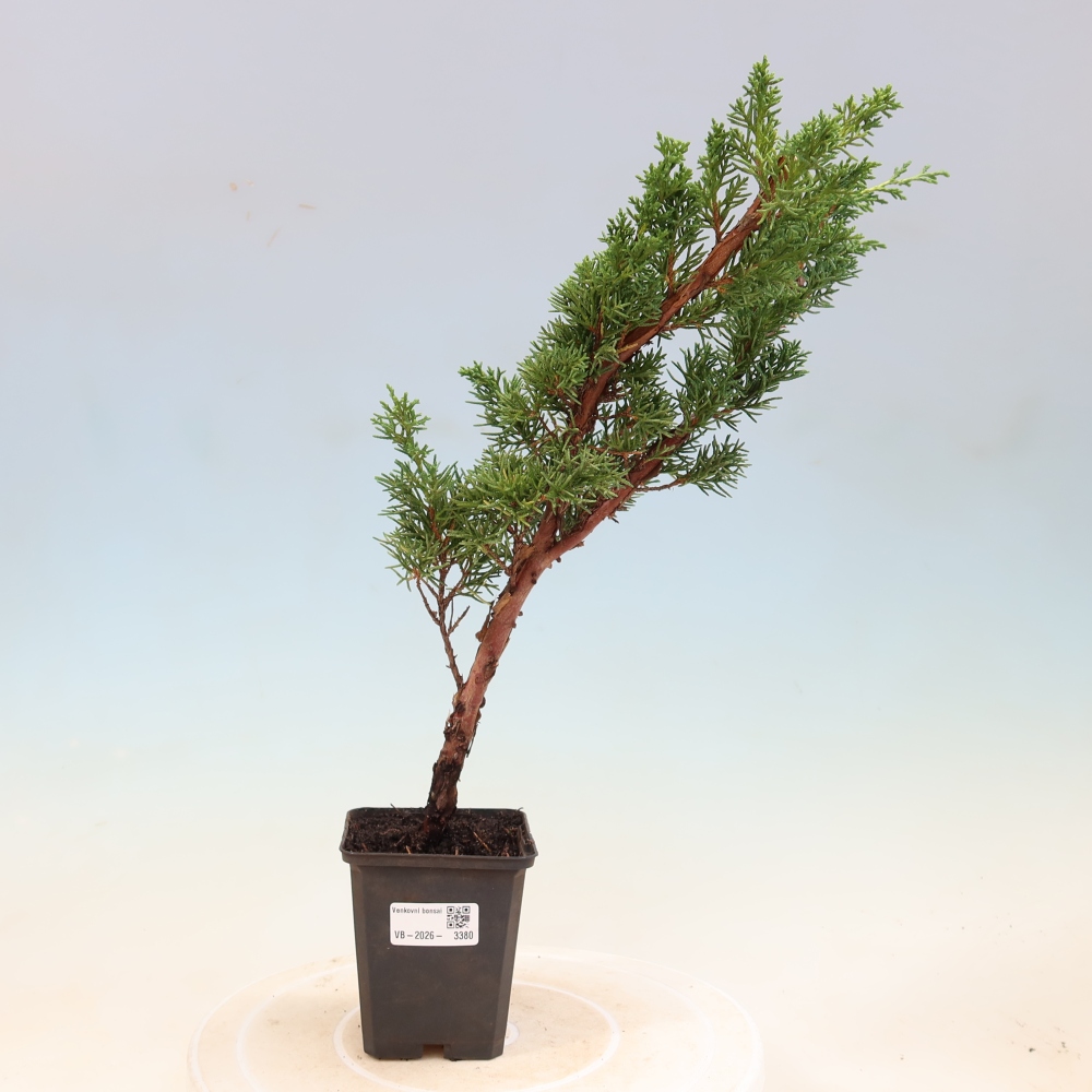Bonsai für draußen - Juniperus chinensis Kishu