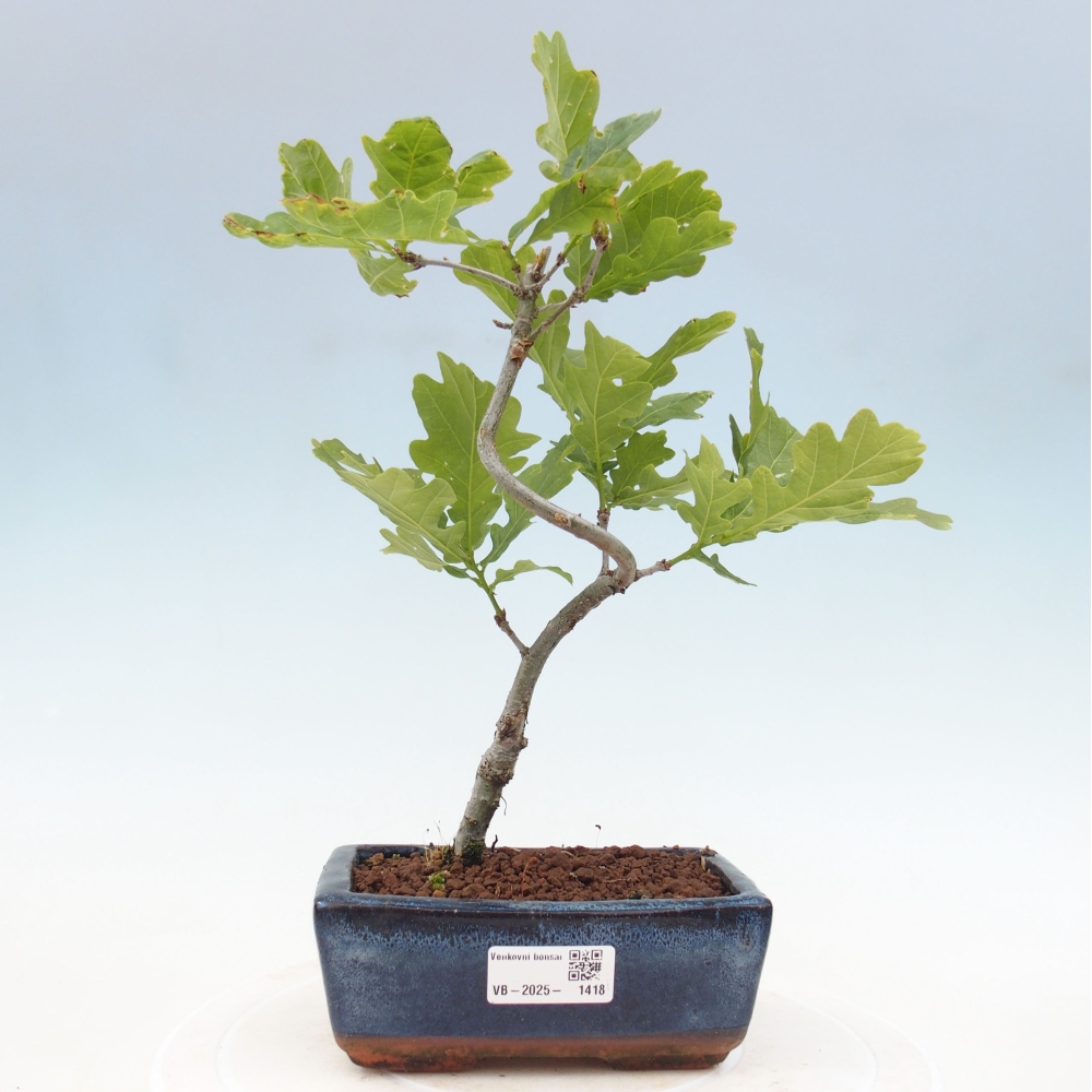 Outdoor-Bonsai - Quercus robur - Eiche