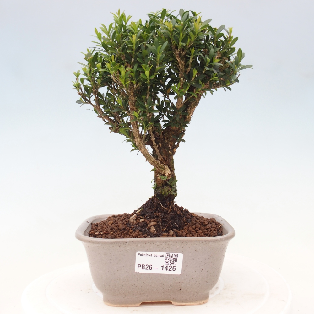 Zimmer Bonsai - Buxus harlandii - Korkbuxus