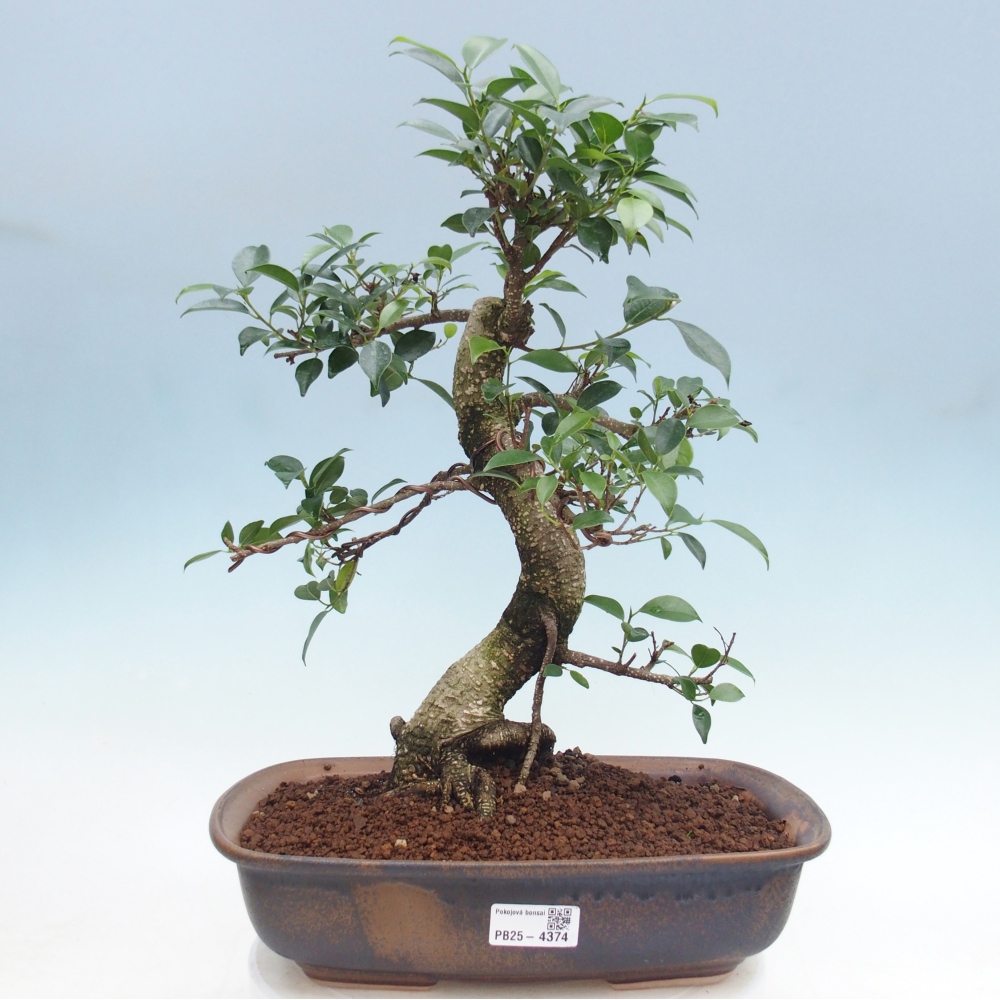Zimmerbonsai - Ficus retusa - Kleinblättriger Ficus
