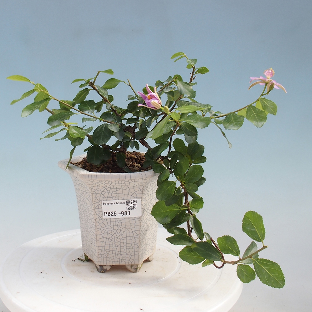 Zimmerbonsai - Grewia occidentalis - Lavendelstern