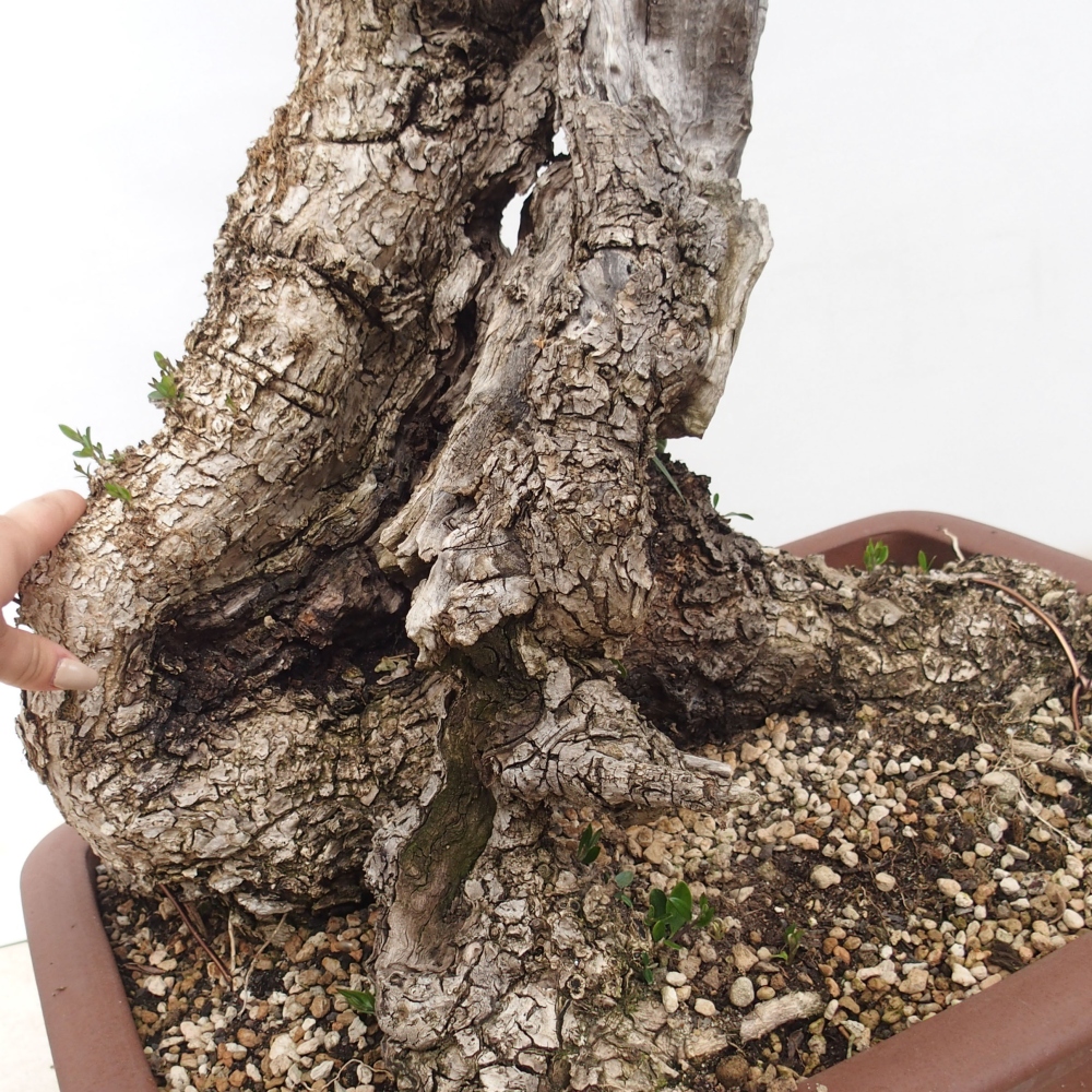 Indoor-Bonsai - Olea europaea sylvestris - Europäisches kleinblättriges Olivenöl