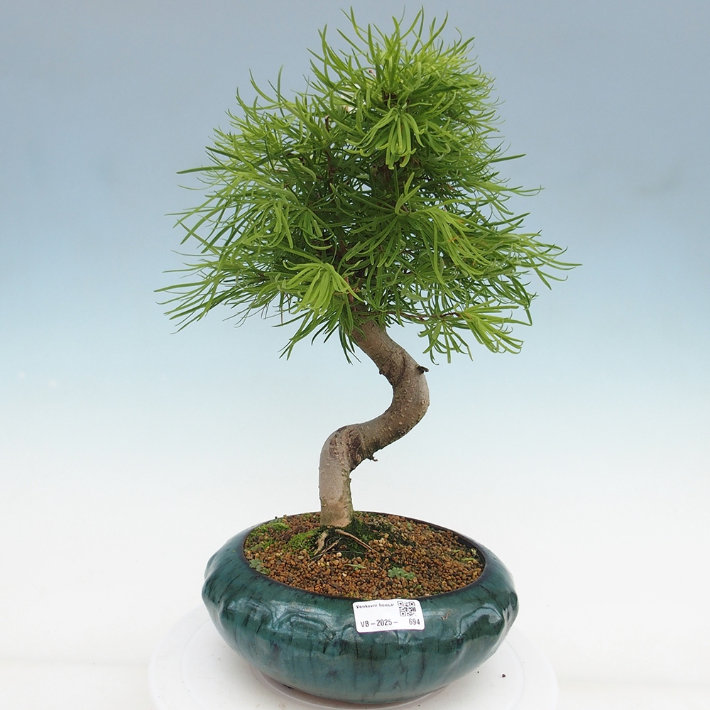 Bonsai im Freien - Löwenzahn - Pseudolarix amabis