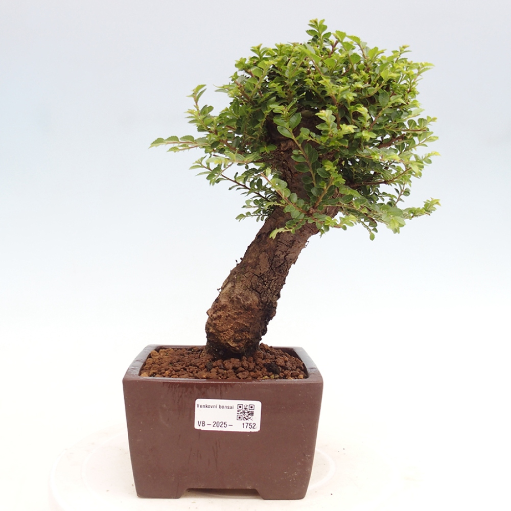 Bonsai im Freien - Ulmus parvifolia Hokkaido - Chinesische Ulme
