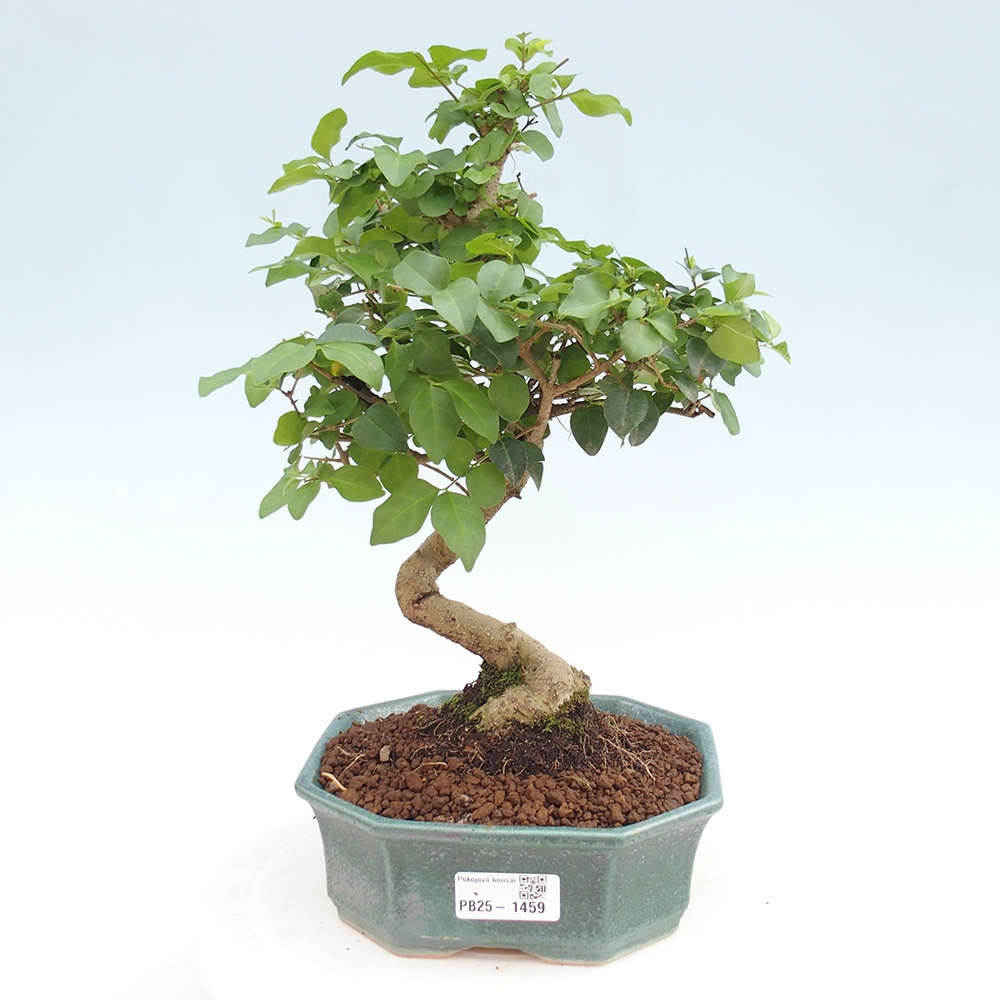 Indoor Bonsai -Ligustrum chinensis - Vogelschnabel