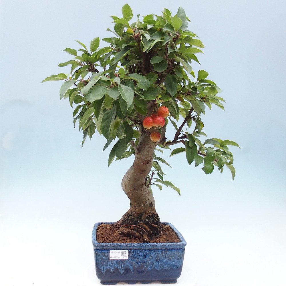 Bonsai im Freien - Malus halliana - Kleinfruchtiger Apfelbaum