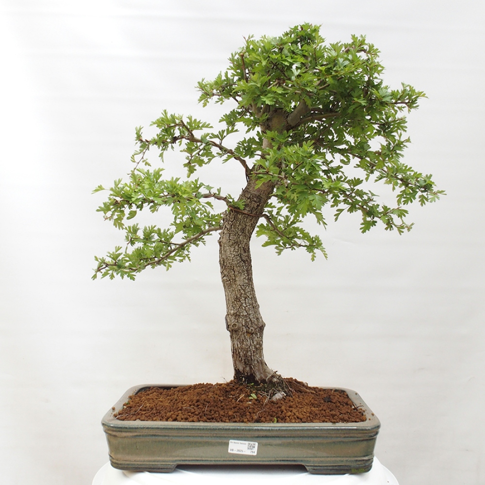 Bonsai im Freien - Weißdorn - Crataegus monogyna