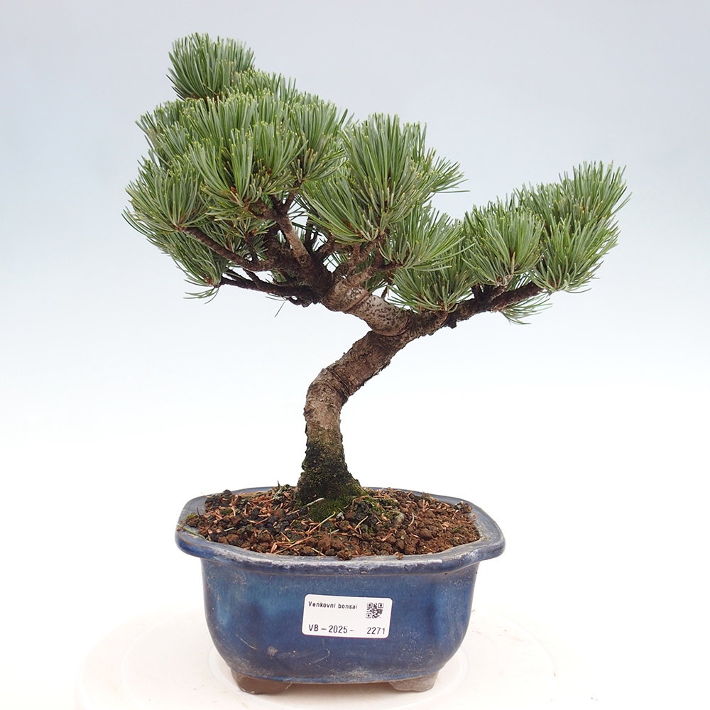 Bonsai im Freien - Pinus parviflora - kleine Kiefer