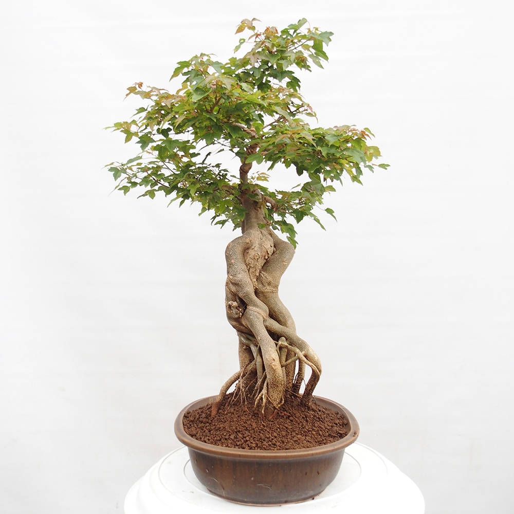 Bonsai im Freien - Ahorn Buergerianum - Burger Maple