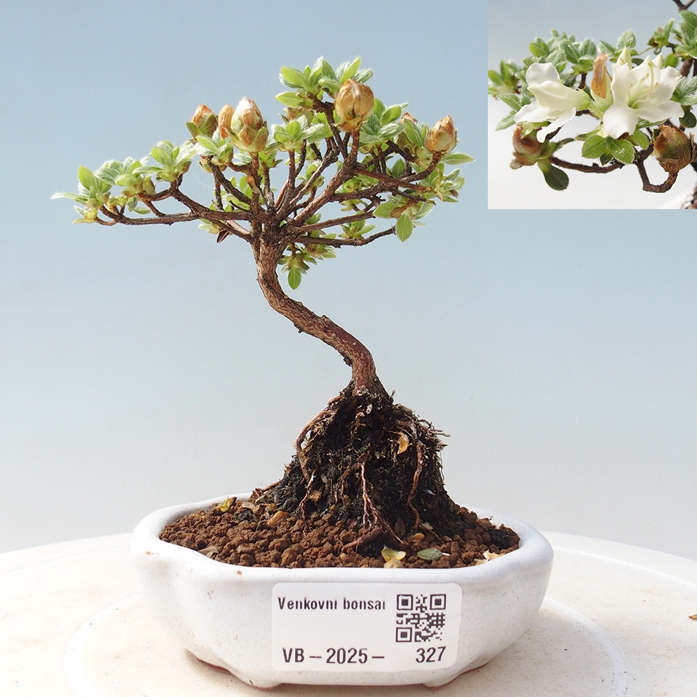 Outdoor-Bonsai - Rododendron indicum - Japanische Azalee