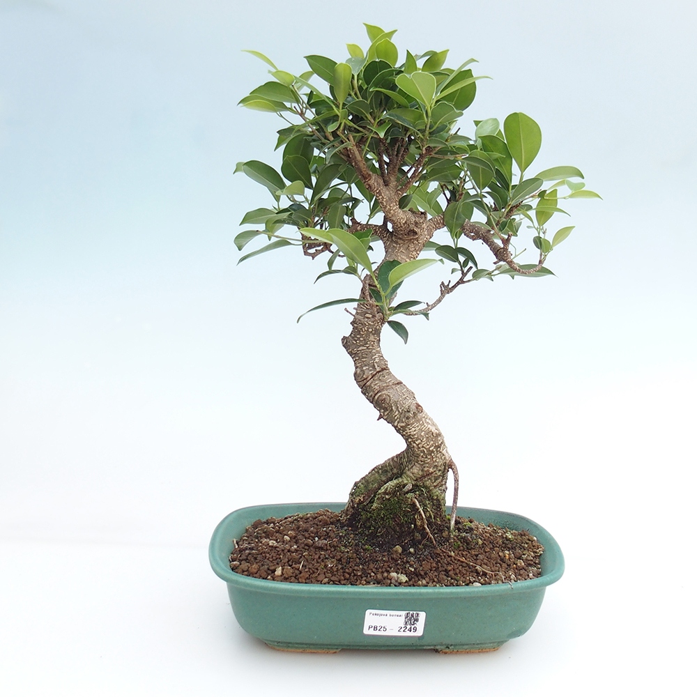 Indoor-Bonsai - Ficus kimmen - kleinblättriger Ficus