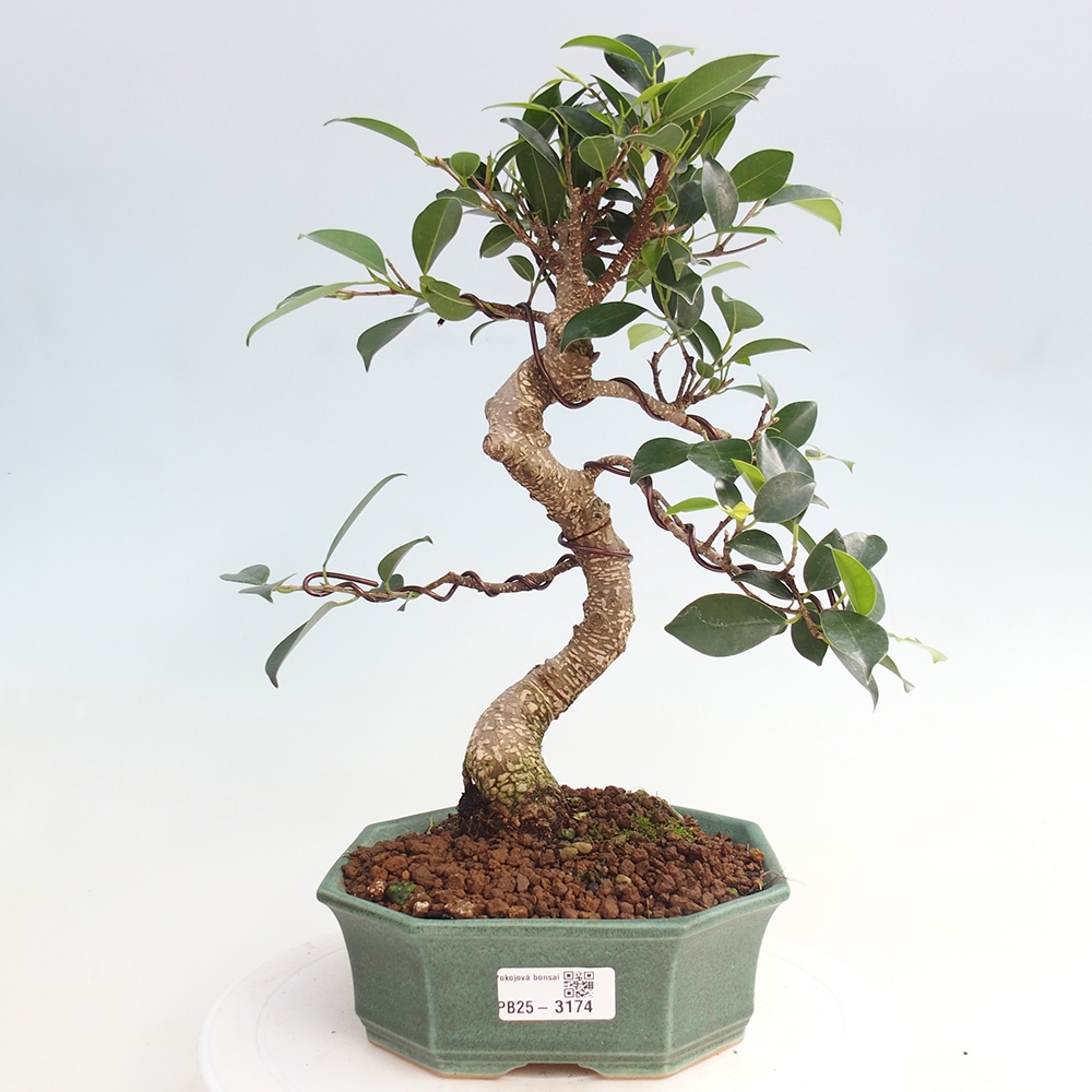 Indoor-Bonsai - Ficus retusa - kleiner Ficus