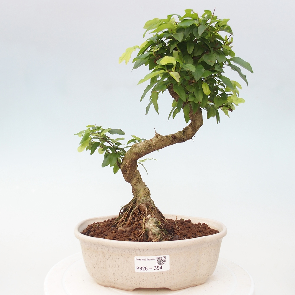 Zimmer Bonsai -Ligustrum chinensis - Vogelschnabel
