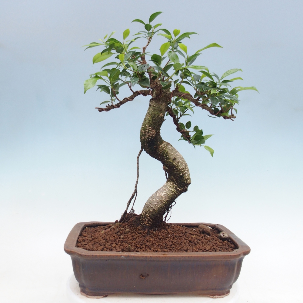 Zimmerbonsai - Ficus kimmen - Kleinblättriger Ficus
