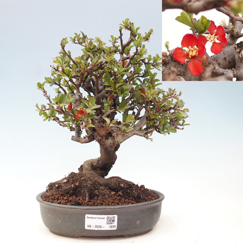 Bonsai für draußen - Chaneomeles speciosa - Quitte
