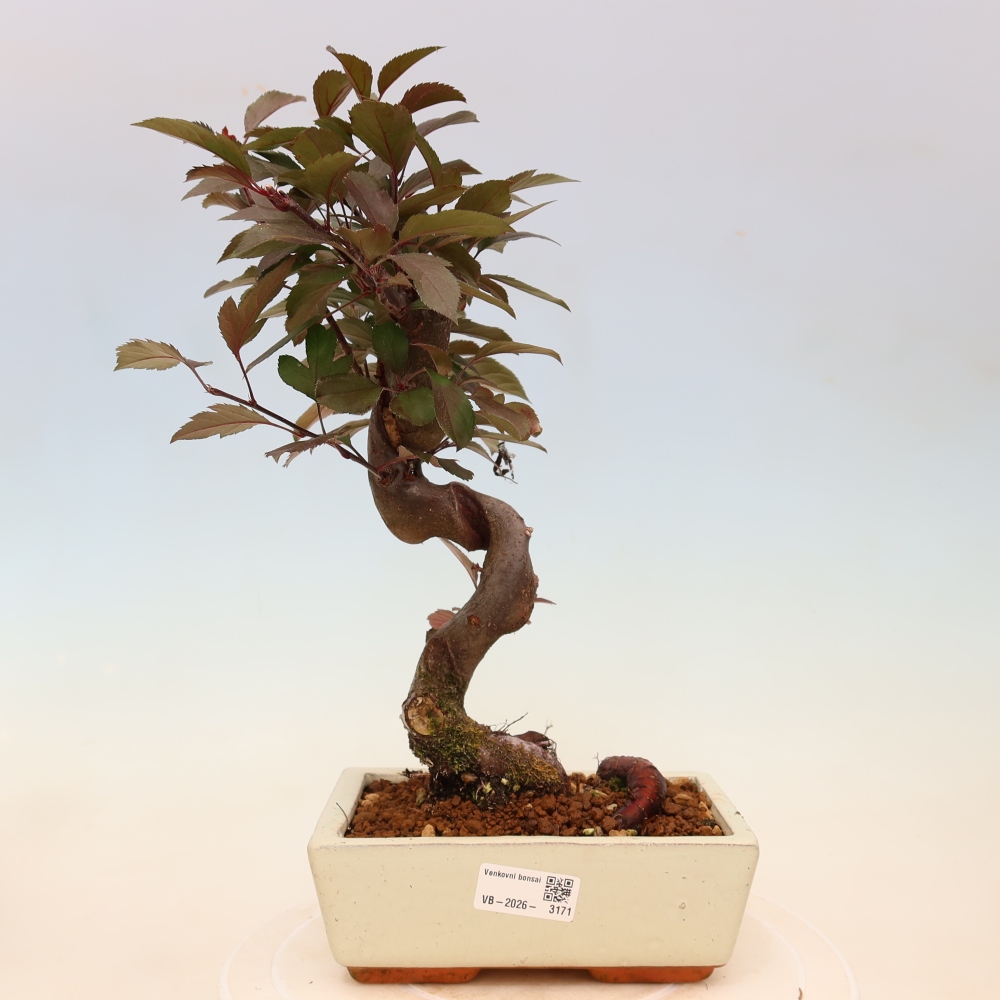 Outdoor-Bonsai -Malus domestica - Kleinfrüchtiger rotblättriger Apfelbaum