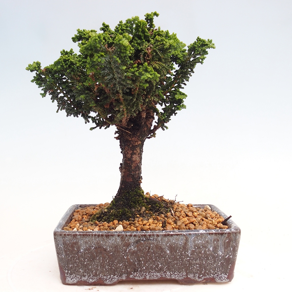 Bonsai im Freien - Cham. obtusa SEKKA HINOKI - Zypresse