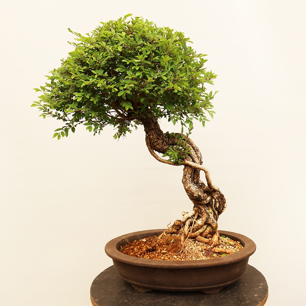 Bonsai im Freien - Zelkova - Zelkova NIRE