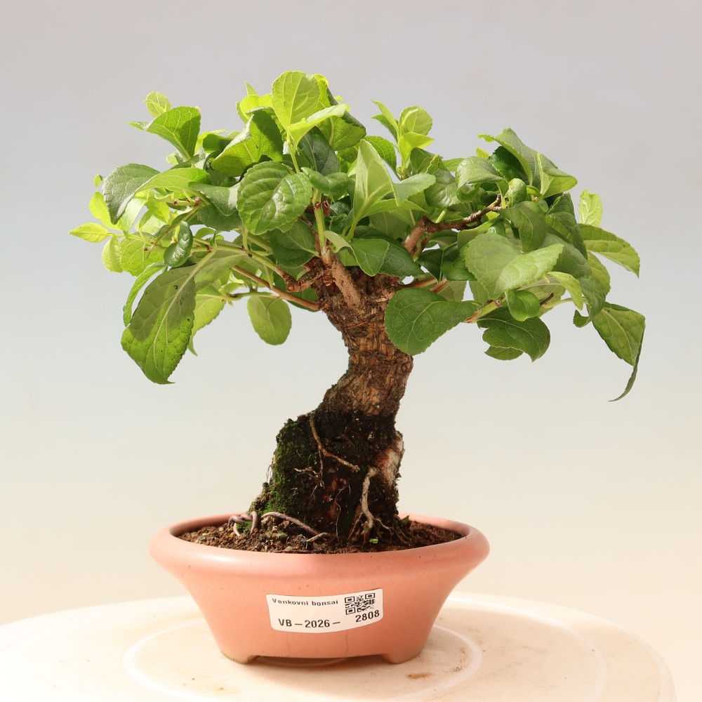 Bonsai für draußen - Celastrus orbiculatus