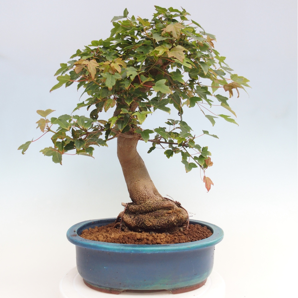 Bonsai im Freien - Ahorn Buergerianum - Burger Maple