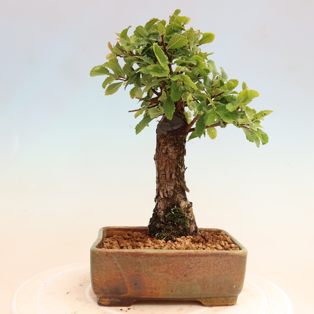 Bonsai für draußen - Zelkova - Zelkova NIRE