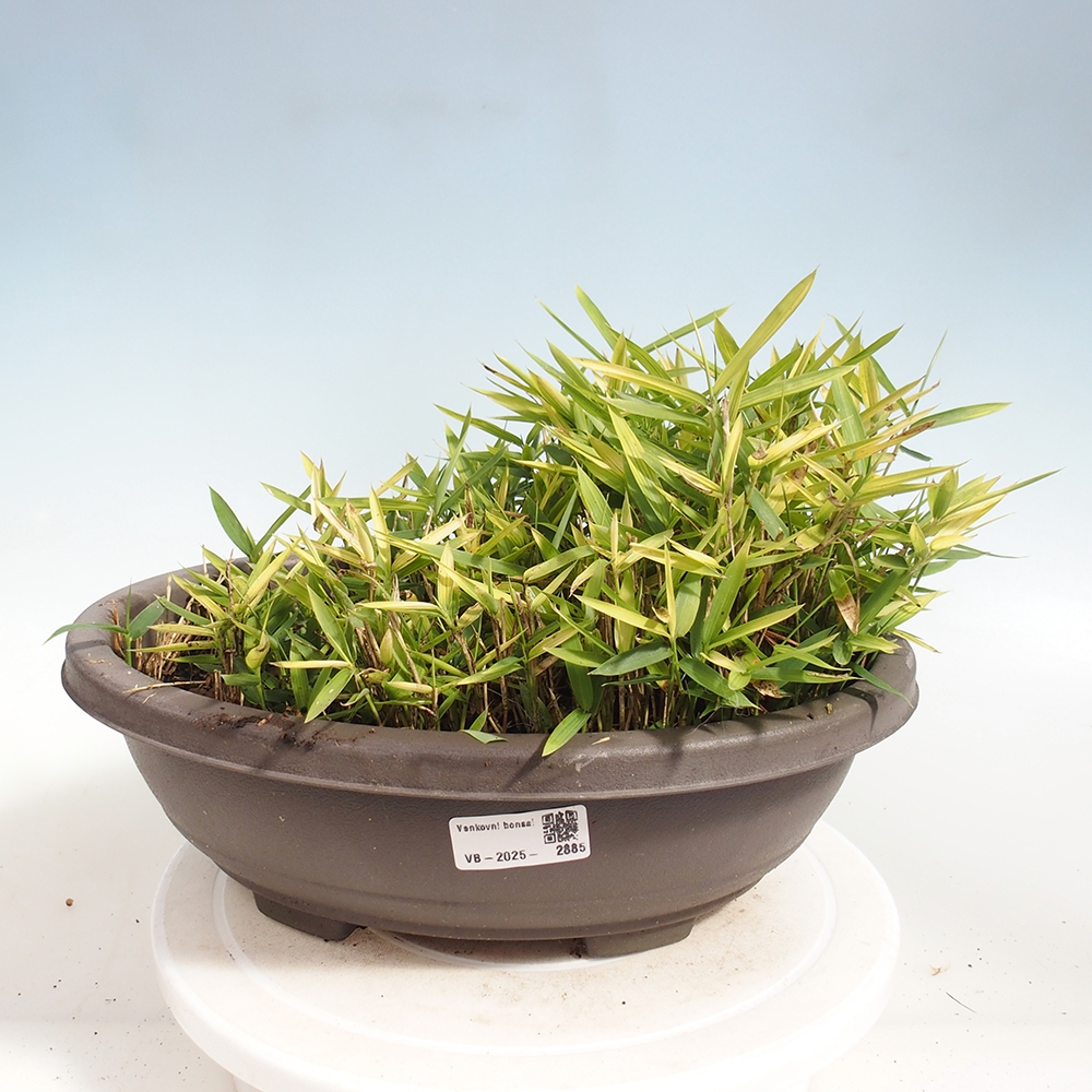 Bonsai für draußen - Pleioblastus argenteostriatus f.pumilus - Zwergbambus