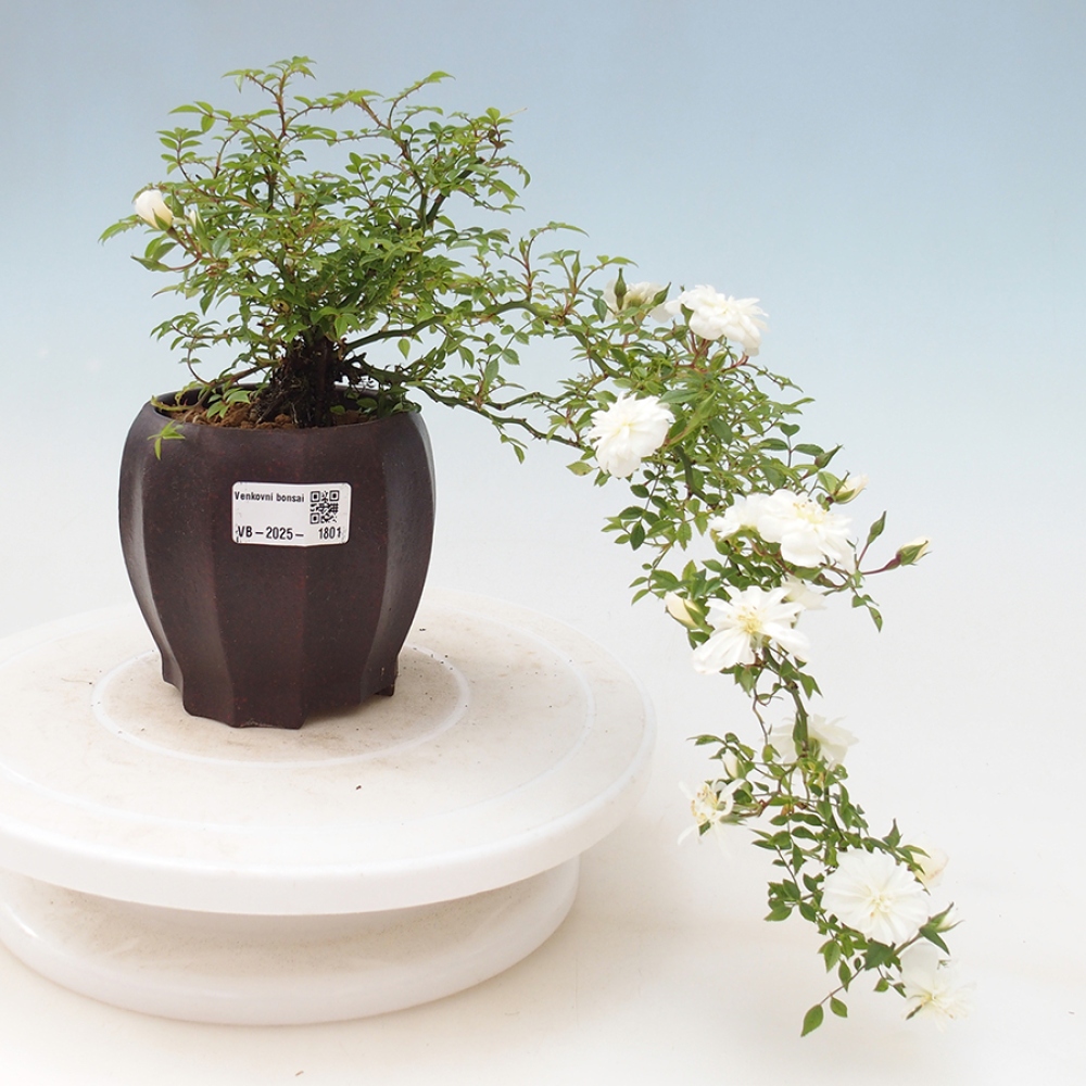 Freilandbonsai - Rosa Sea Foam -  Rose