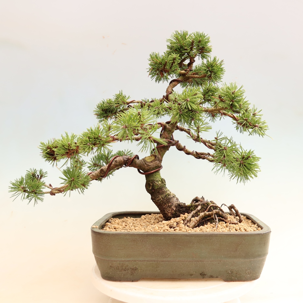 Bonsai für den Außenbereich – Pinus mugo Humpy – Zwergkiefer