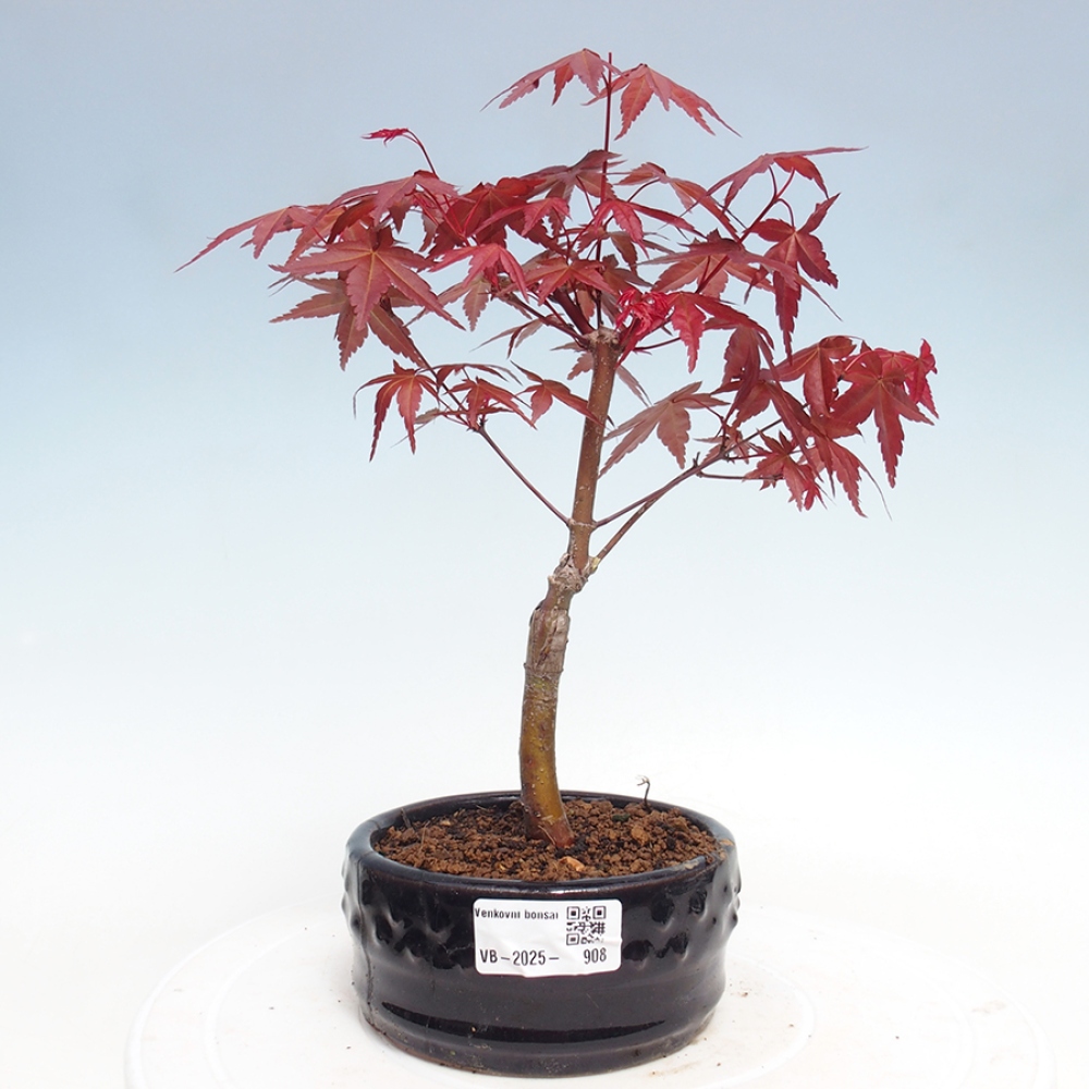 Outdoor bonsai - dlanitolistý klon - Acer palmatum DESHOJO