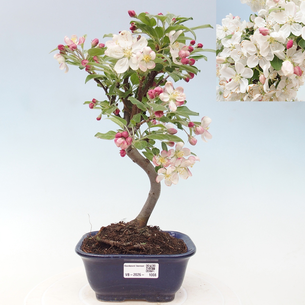 Outdoor-Bonsai -Malus halliana - Kleinfrüchtiger Apfelbaum