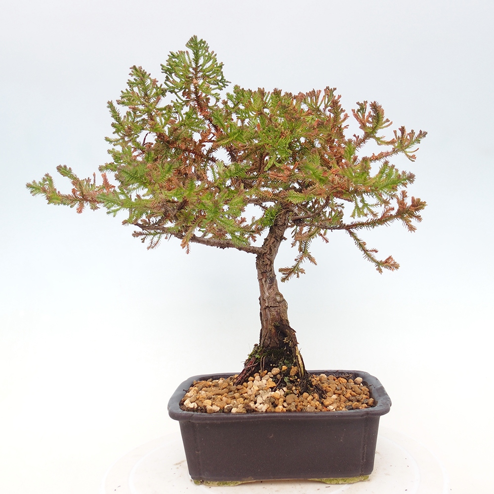 Bonsai für draußen - Chamaecyparis thyoides - Zypresse