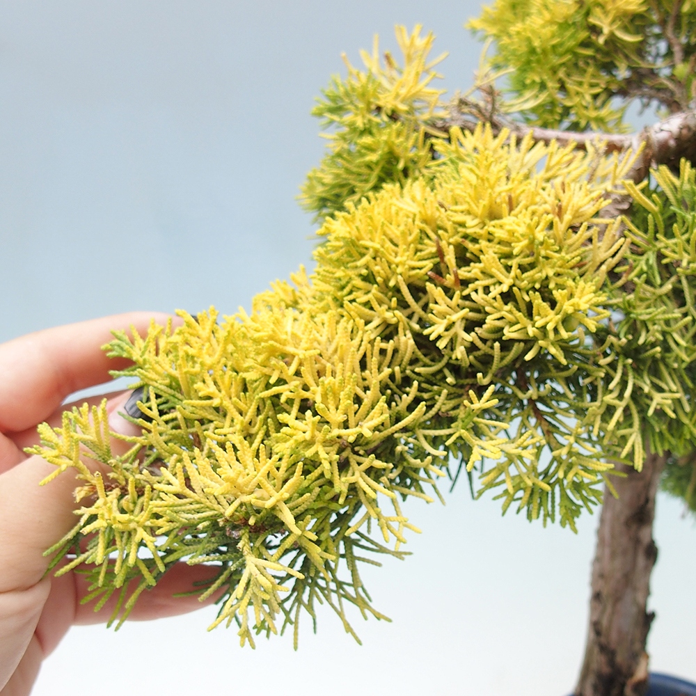 Bonsai im Freien - Juniperus chinensis plumosa aurea - Chinesischer Goldwacholder