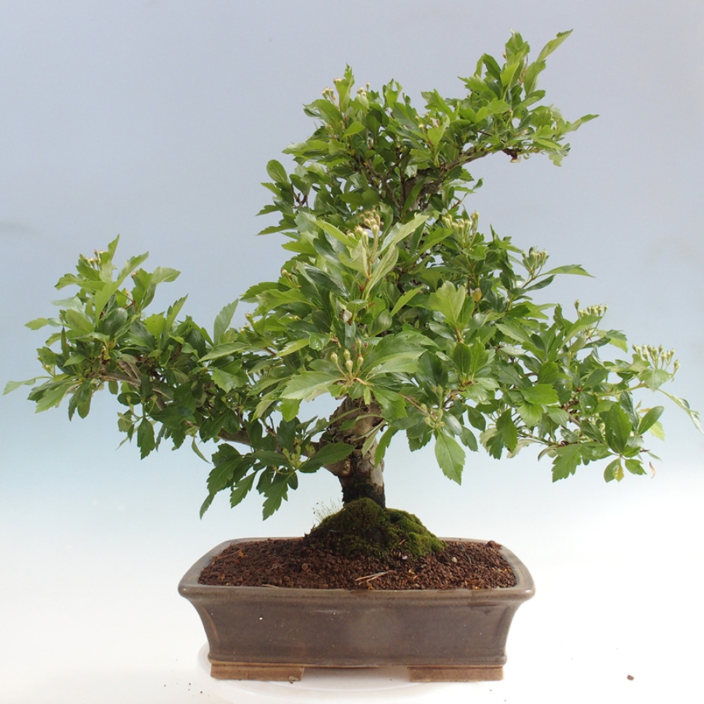 Bonsai im Freien - Weißdorn - Crataegus cuneata