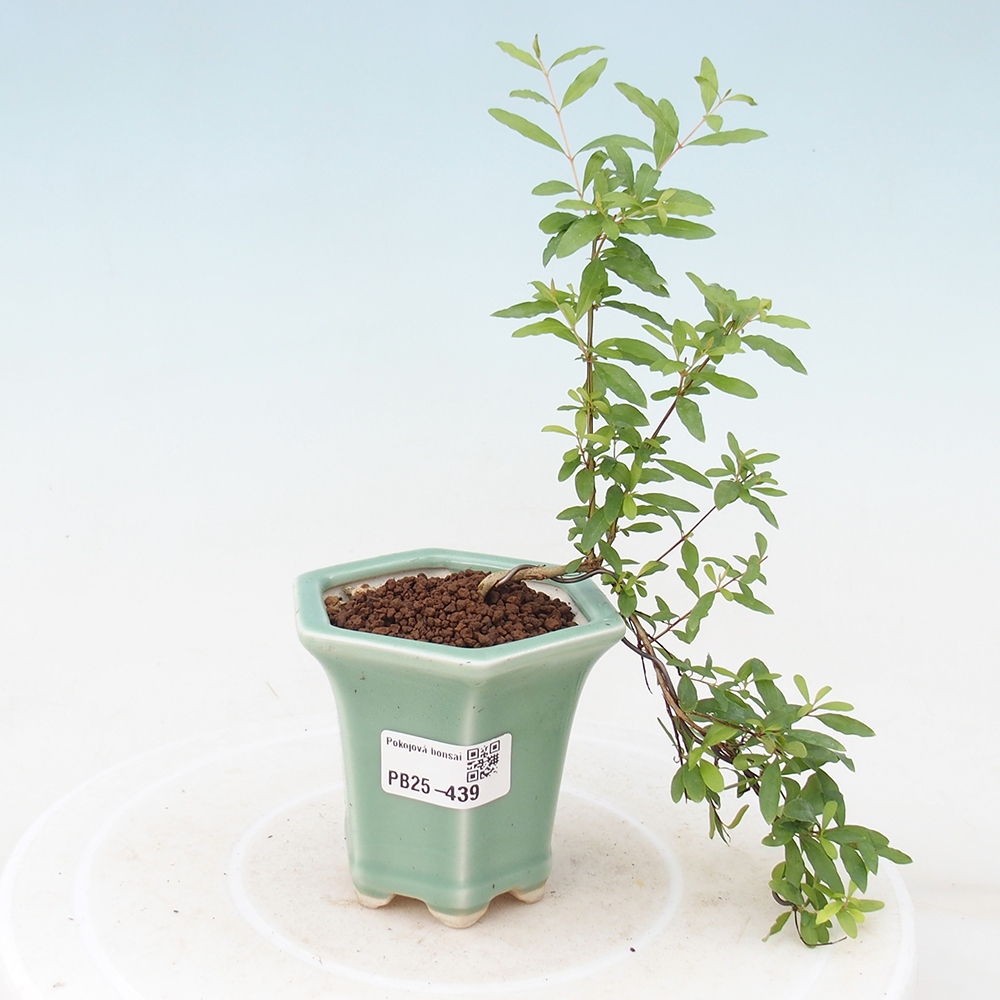Zimmer Bonsai-PUNICA Granatum -Granatapfel