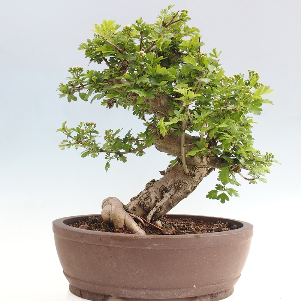 Bonsai im Freien - Weißdorn - Crataegus laevigata Paula