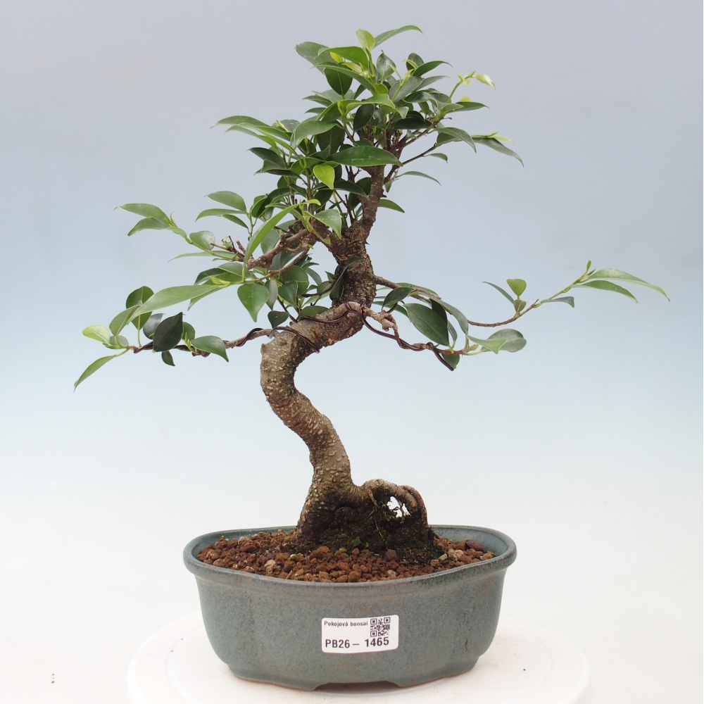 Zimmerbonsai - Ficus retusa - Kleinblättriger Ficus