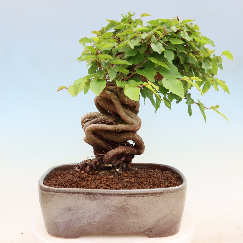 Bonsai für draußen - Karpinus Coreana - Koreanische Hainbuche