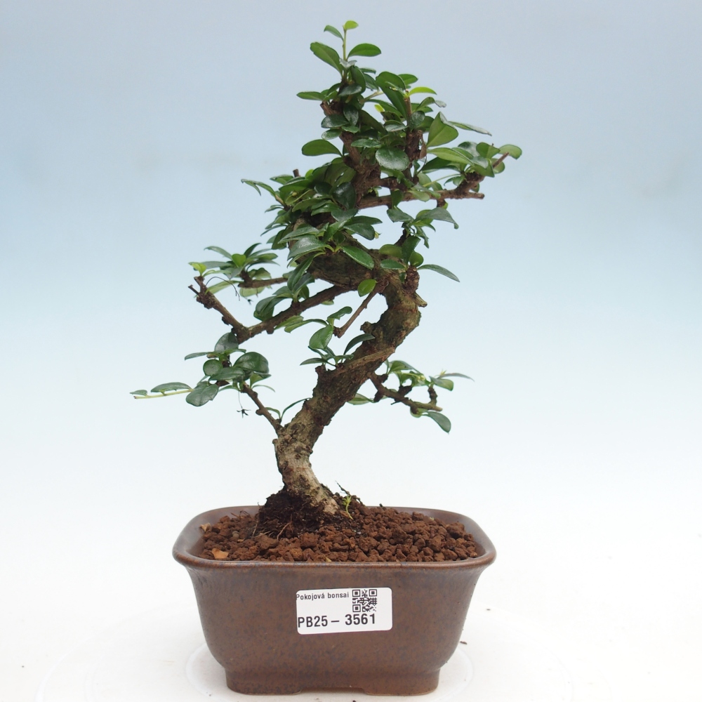Zimmer-Bonsai - Carmona macrophylla - Tee-Fuki