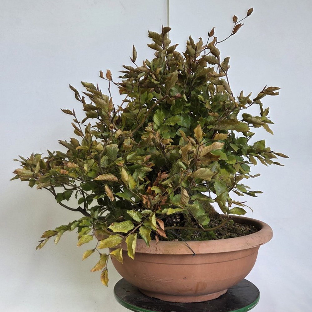 Bonsai-Fagus sylvatica im Freien