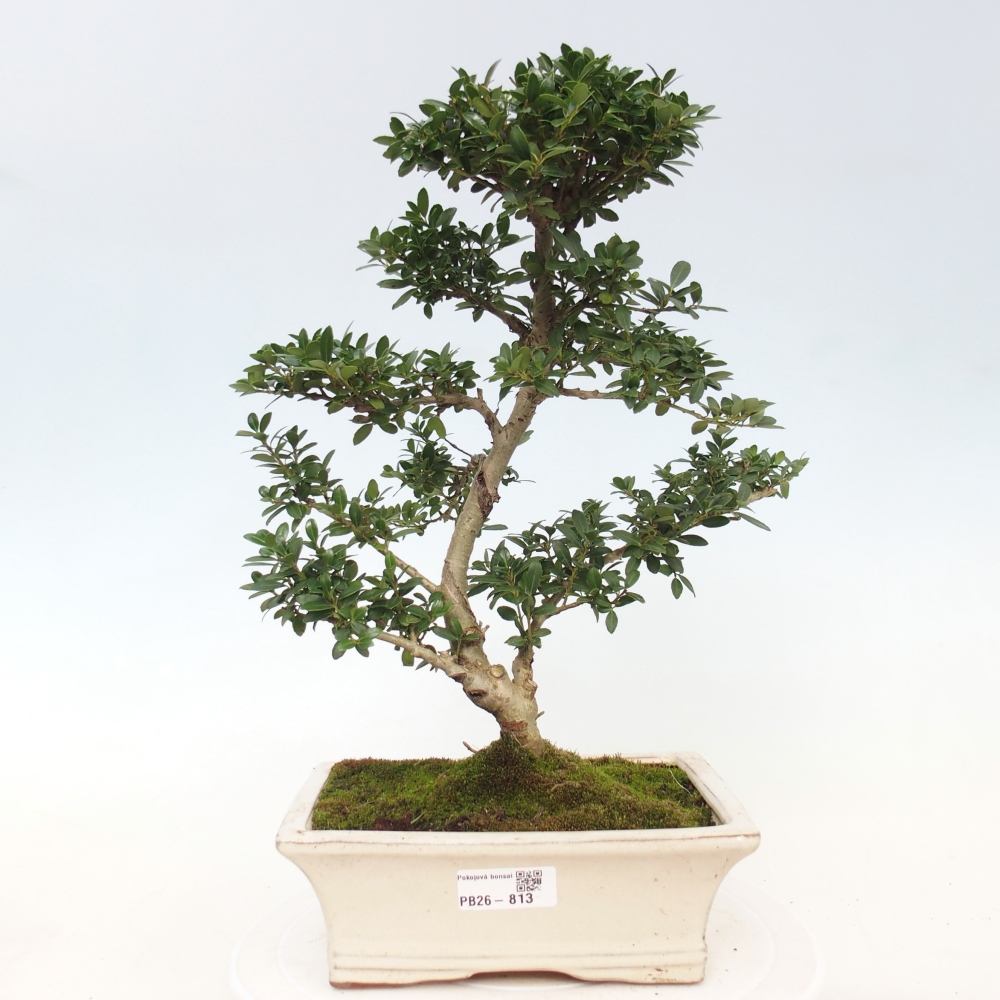 Zimmer Bonsai - Ilex crenata - Stechpalme