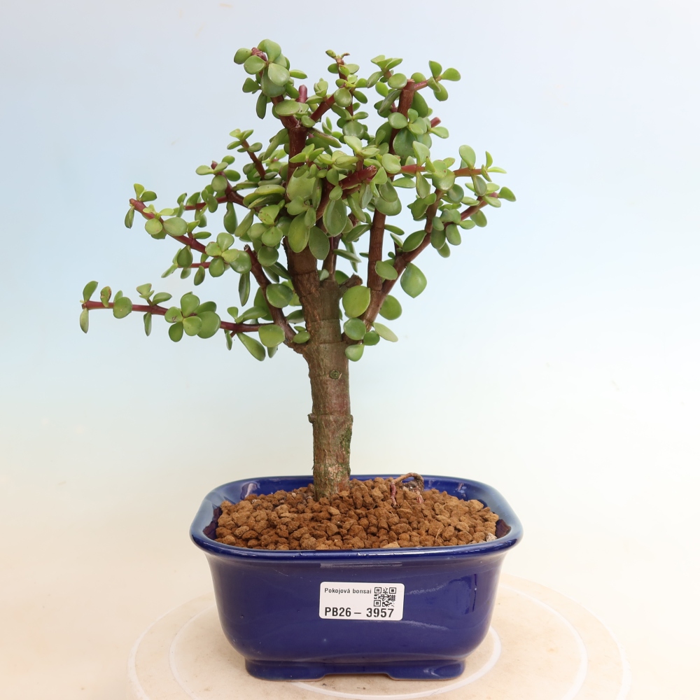 Zimmer Bonsai - Portulakaria Afra - Tlustice
